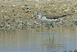 Common Greenshank